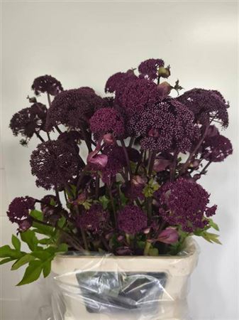 <h4>Angelica Gigas</h4>