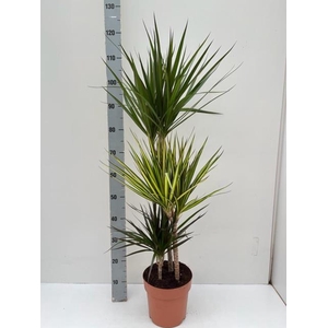 Dracaena Marginata mix 21Ø 120cm 3pp