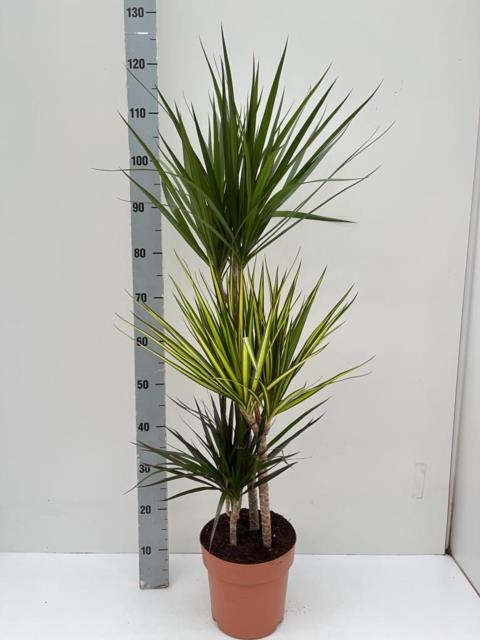 Dracaena Marginata mix 21Ø 120cm 3pp