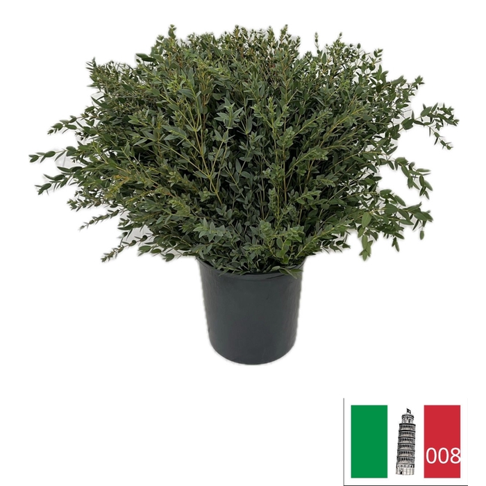 <h4>EUC PARVIFOLIA PB</h4>