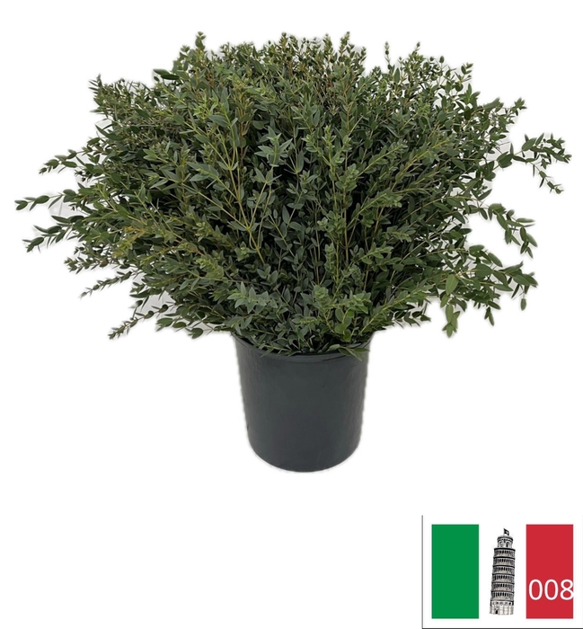 EUC PARVIFOLIA PB