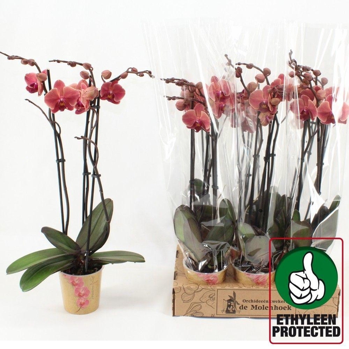 <h4>PHAL AN NARBONNE</h4>