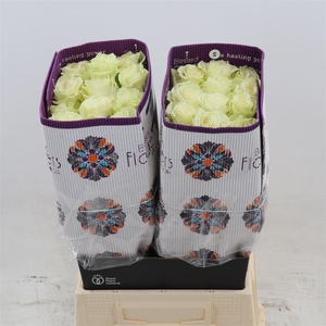 Rosa gr White Mondial