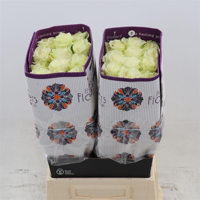 <h4>Rosa gr White Mondial</h4>