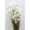 Dried Acroclinium Nat White Bunch