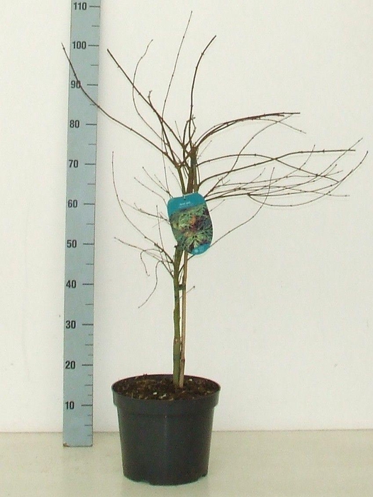 <h4>Acer palmatum 'Emerald Lace' P26 Full CC</h4>