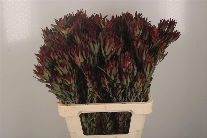 <h4>Leucad Sal Blush Spray</h4>