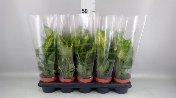 <h4>Dieffenbachia 'Compacta'</h4>