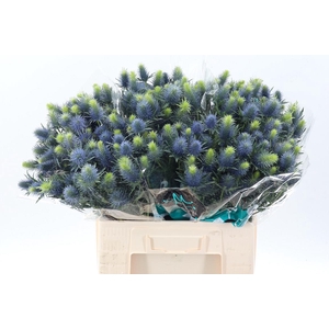 Eryn Supernova Qstar 60cm