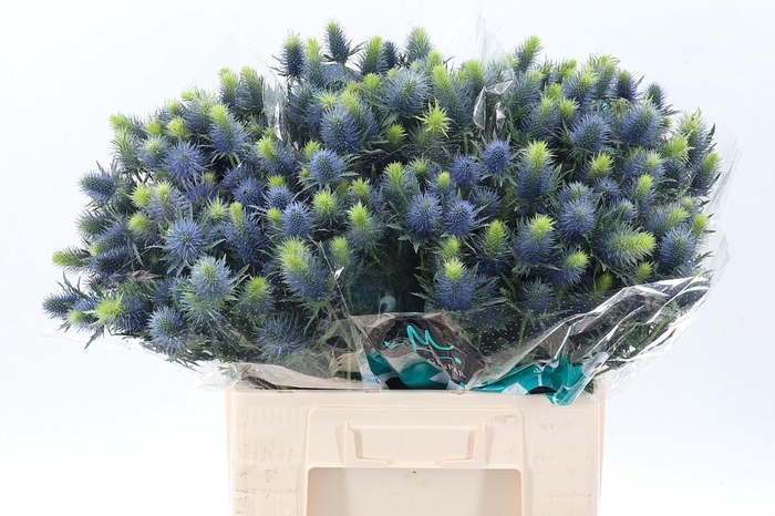 <h4>Eryn Supernova Qstar 60cm</h4>