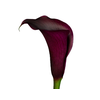 CALLA BLACK BERRY