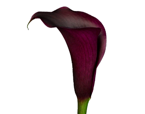 CALLA BLACK BERRY