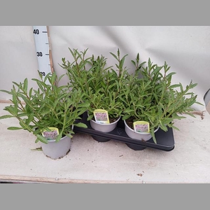 VERBE BONARIENSIS