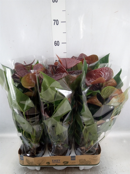 <h4>Anthurium  'Black Love'</h4>