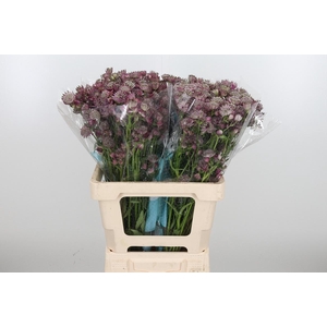 Astrantia Star Of Africa