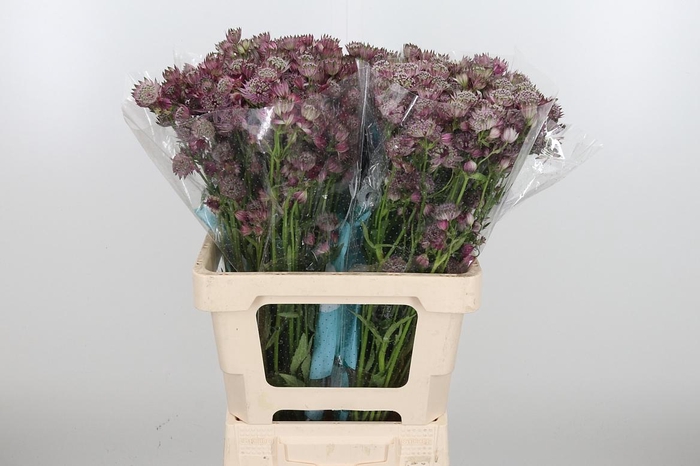 <h4>Astrantia Star Of Africa</h4>