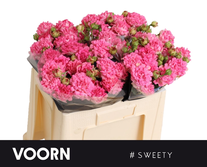 <h4>Rosa tros Sweety</h4>