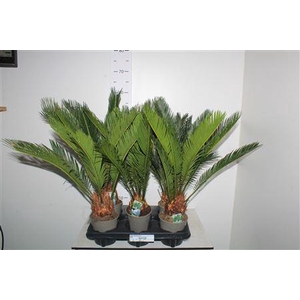 Cycas Revoluta 9+