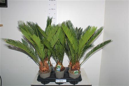 <h4>Cycas Revoluta 9+</h4>