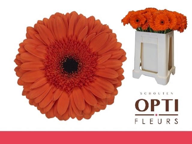 <h4>GE GR CAPELLA</h4>