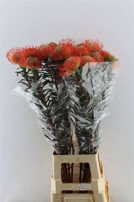 <h4>LEUCO CO SUCCESSION</h4>