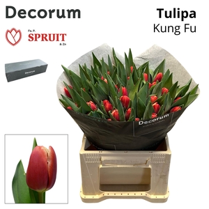 TU EN KUNG-FU Box L 200