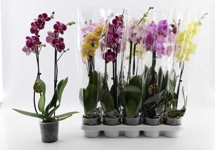 <h4>PHAL GEM 8 KL</h4>