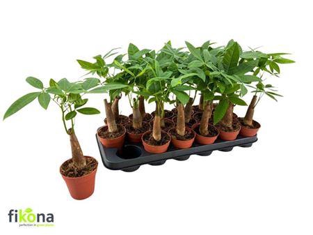 <h4>Pachira Aquatica</h4>