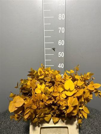 <h4>Dr Stuart Stab Yellow Kort</h4>