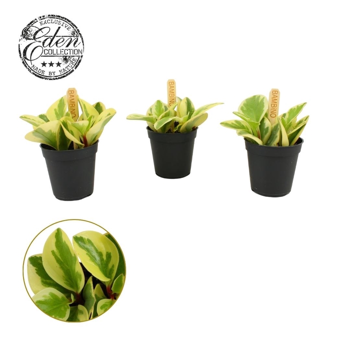 <h4>Peperomia Obtipan Bicolor 5,5cm</h4>