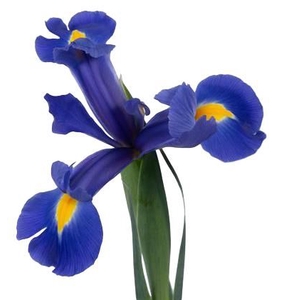 Iris Iris Prof Blaauw