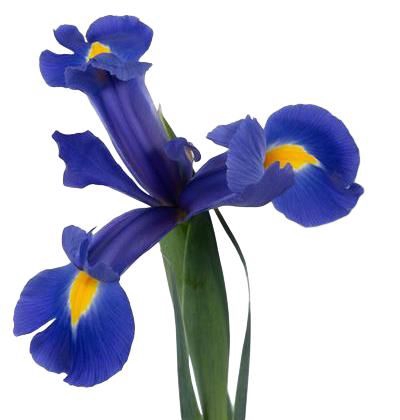 <h4>Iris Iris Prof Blaauw</h4>
