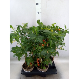 Solanum lycopersicum   ...