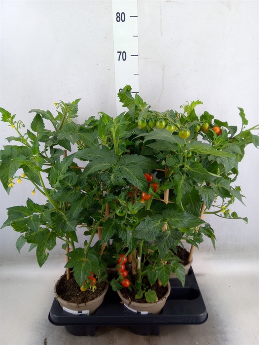 <h4>Solanum lycopersicum   ...</h4>