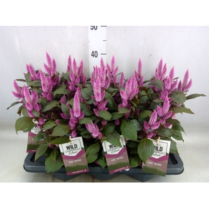 Celosia arg. SP 'Wild Pink'