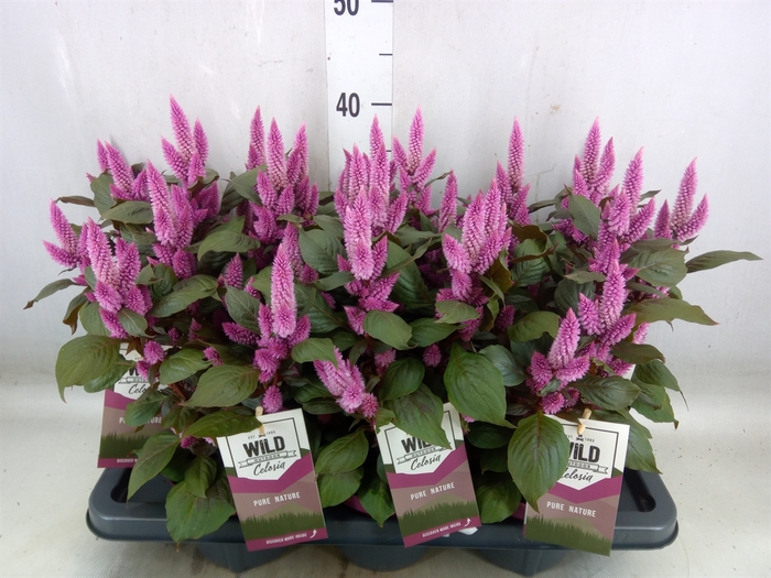 <h4>Celosia arg. SP 'Wild Pink'</h4>