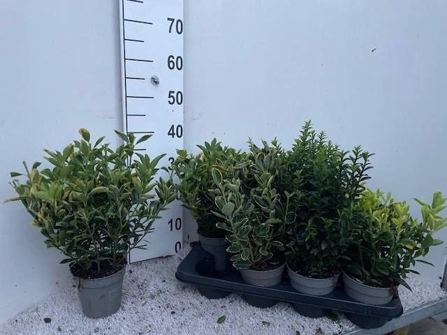 <h4>Euonymus japonicus gemengd</h4>