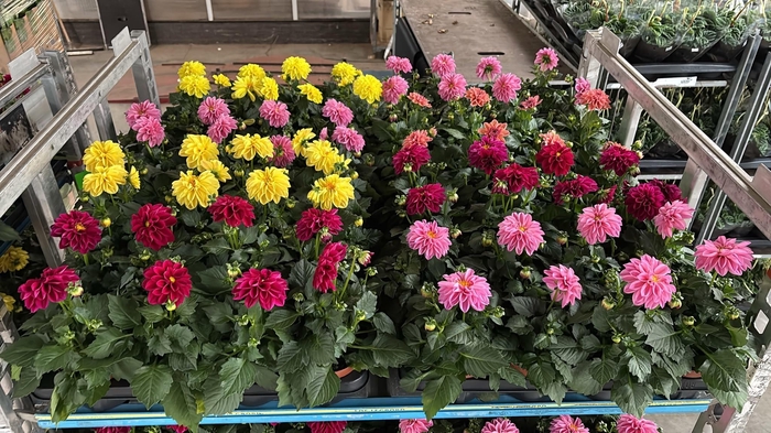 <h4>DAHLIA ROYAL GEM</h4>