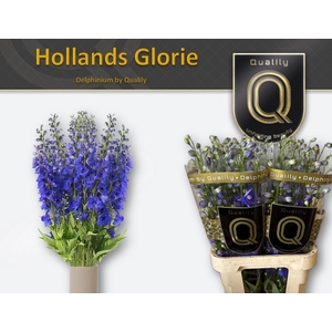 DELPH DU HOLLANDS GLORIE 80CM X40