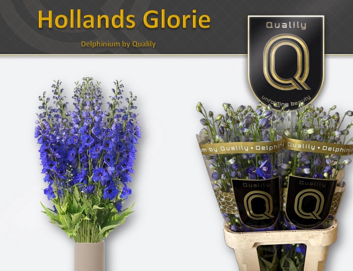 <h4>DELPH DU HOLLANDS GLORIE 80CM X40</h4>