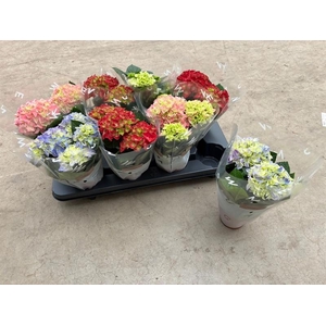 Hydrangea macr. gemengd