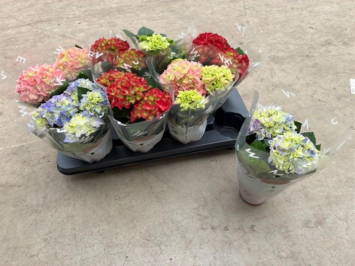 <h4>Hydrangea macr. gemengd</h4>