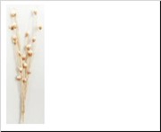 DF Twig Bakuli Shola Bld/L