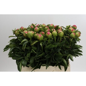Paeonia Coral Sunset
