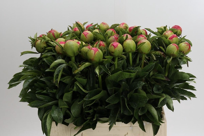 <h4>Paeonia Coral Sunset</h4>