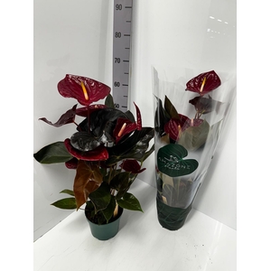 Anthurium Andreanum Delicata 17Ø 65cm 6fl