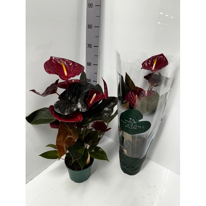 <h4>Anthurium Andreanum Delicata 17Ø 65cm 6fl</h4>