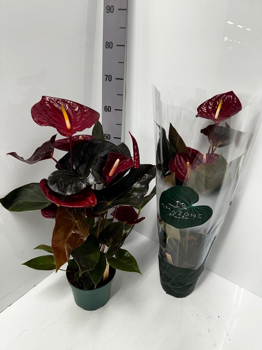 Anthurium Andreanum Delicata 17Ø 65cm 6fl