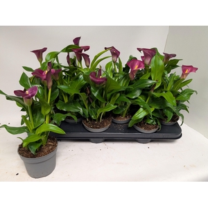 ZANT ROYAL VALENTINE