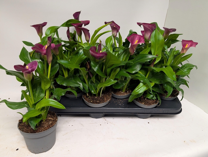 <h4>ZANT ROYAL VALENTINE</h4>